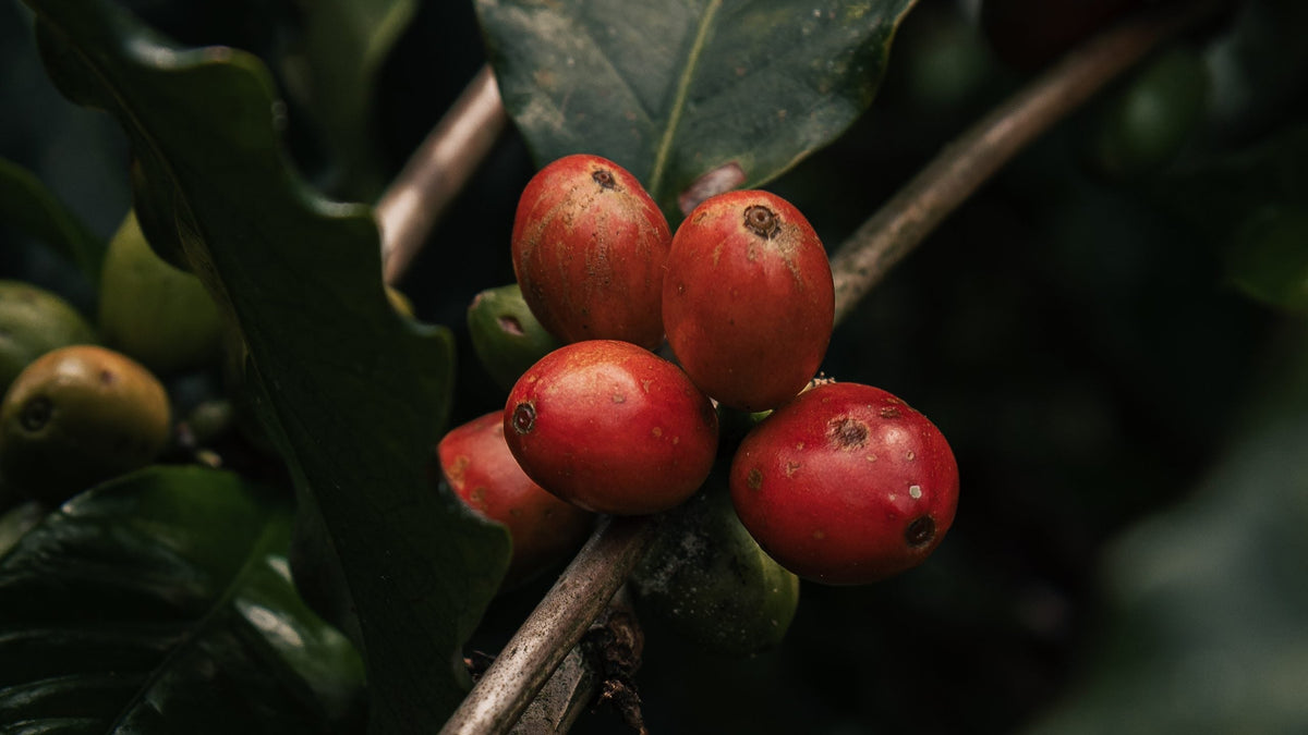 Café Geisha o Gesha: ¿cómo se escribe?