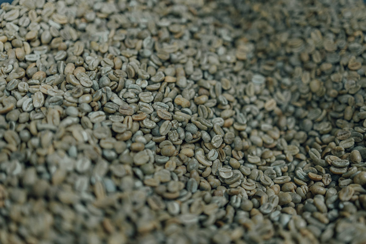 Detalle de granos de café verde, antes del tueste.
